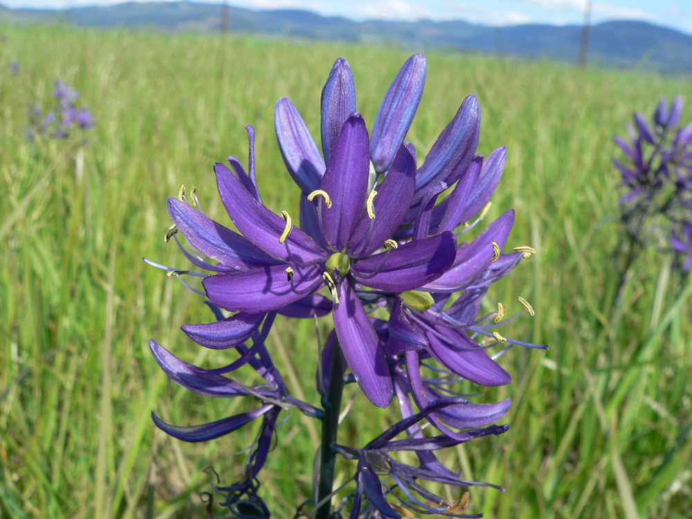 Native Oregon Purple Flowers All About Oregon Wildflowers Travel Oregon Male Plants