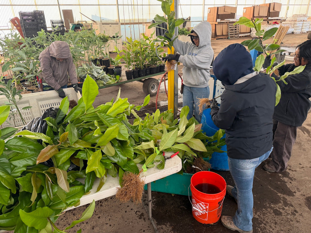 Heritage Donates Magnolia Seedlings to Support Atlanta Botanical Garden’s Conservation Work
