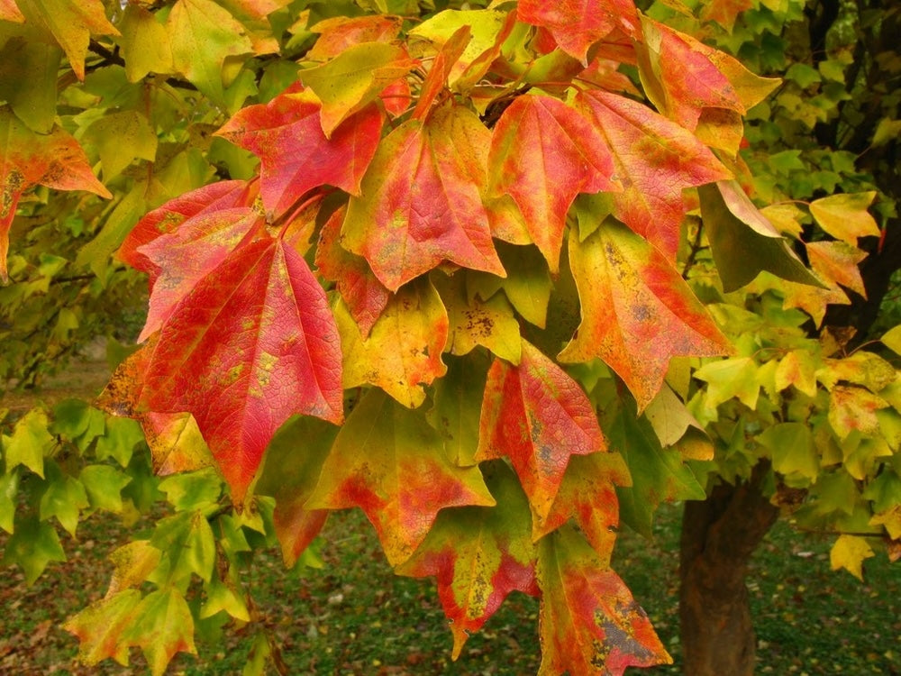 Woody Trees and Shrubs