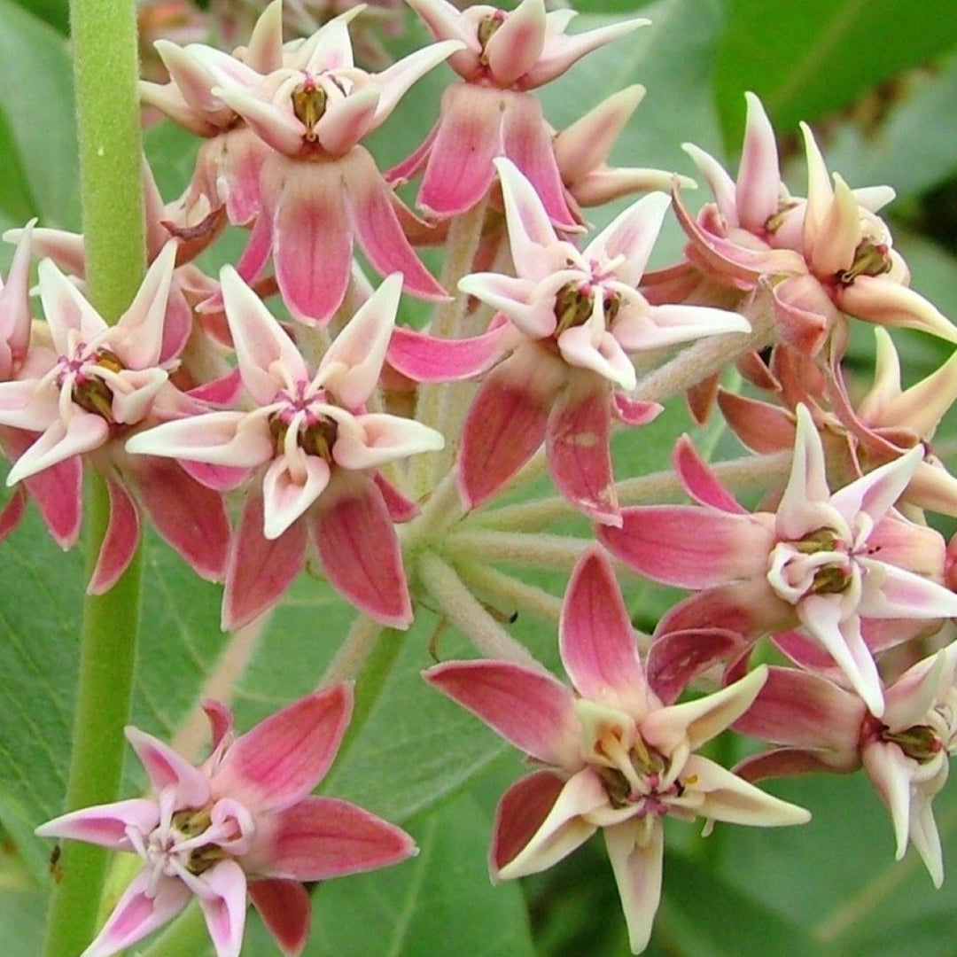 Pacific Northwest Natives