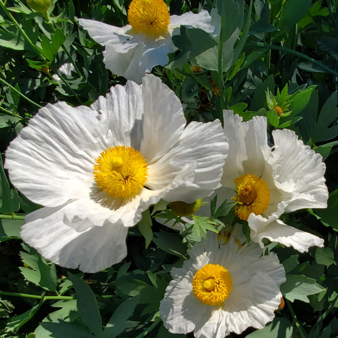 Perennials