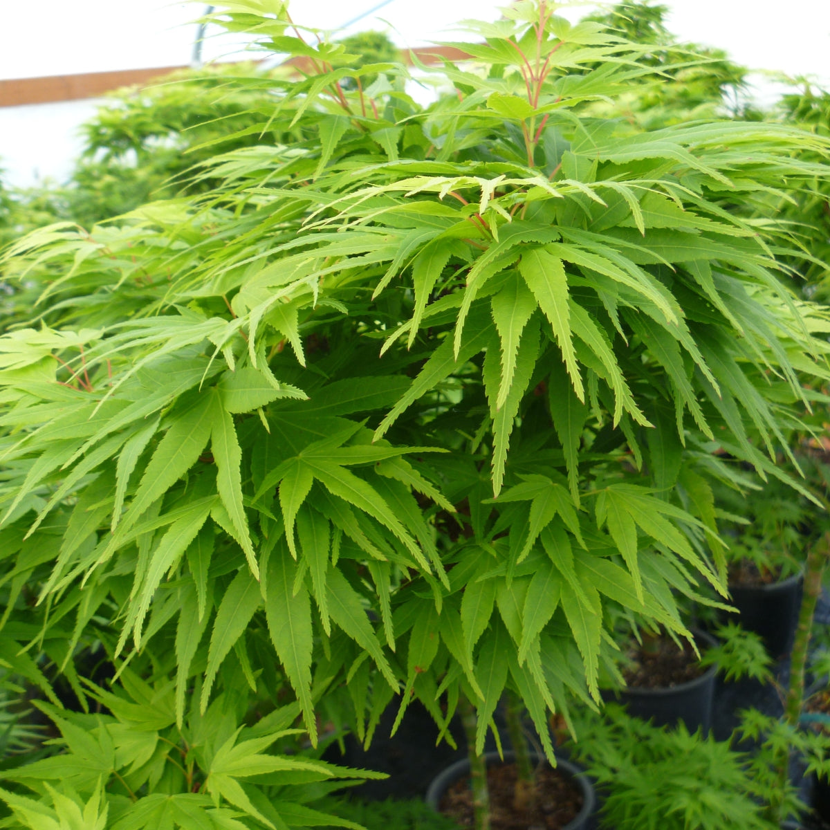 Acer palmatum 'Mikawa yatsubusa'