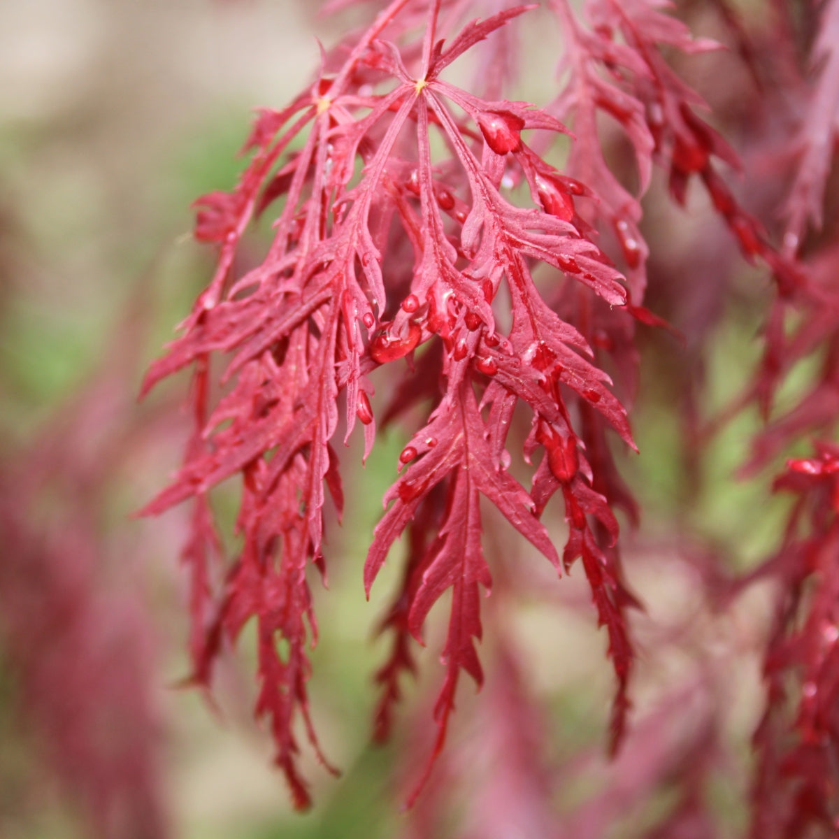 Acer palmatum var. dissectum 'Crimson Queen'