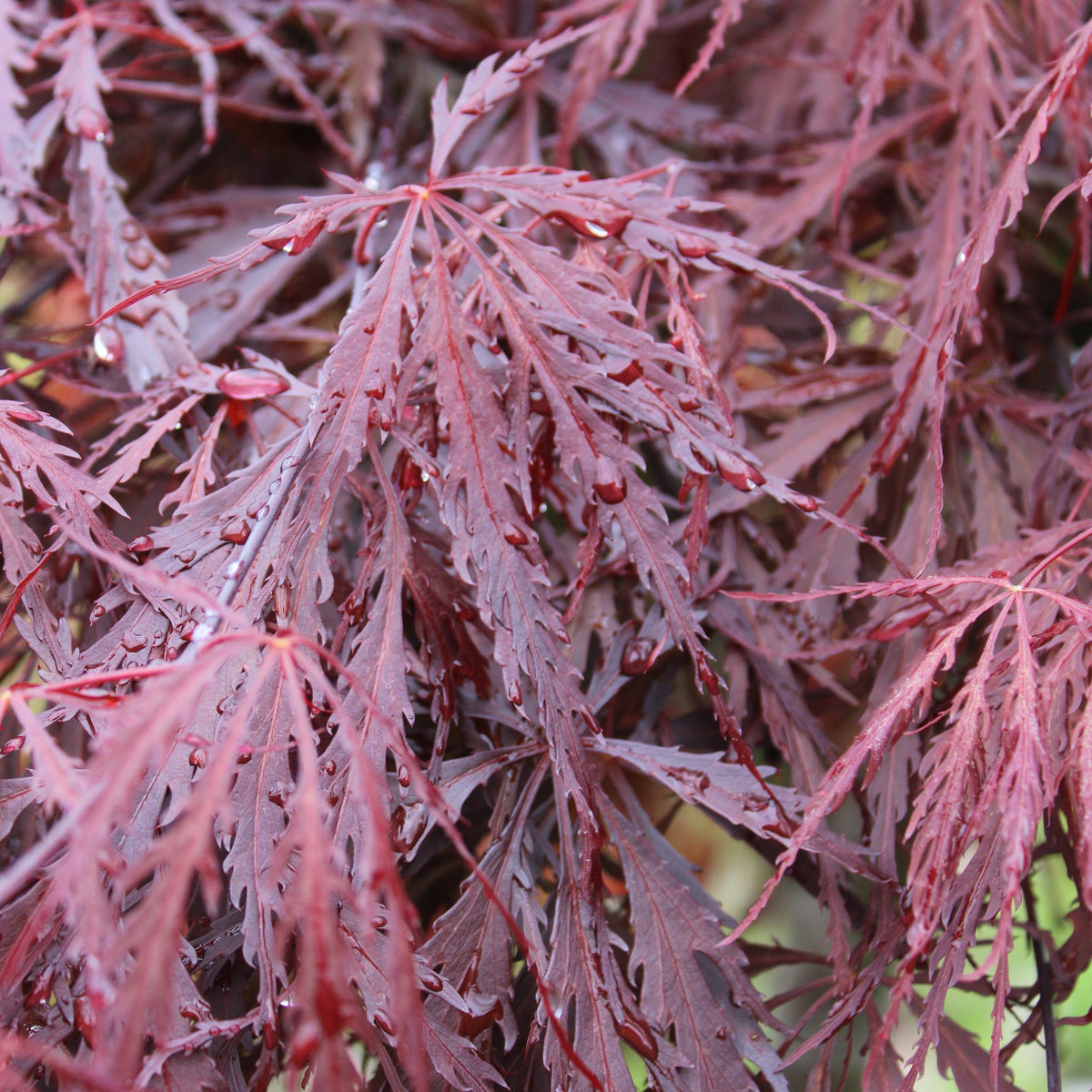 Acer palmatum var. dissectum 'Tamukeyama'