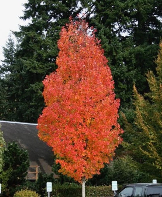 Acer rubrum 'Bowhall'