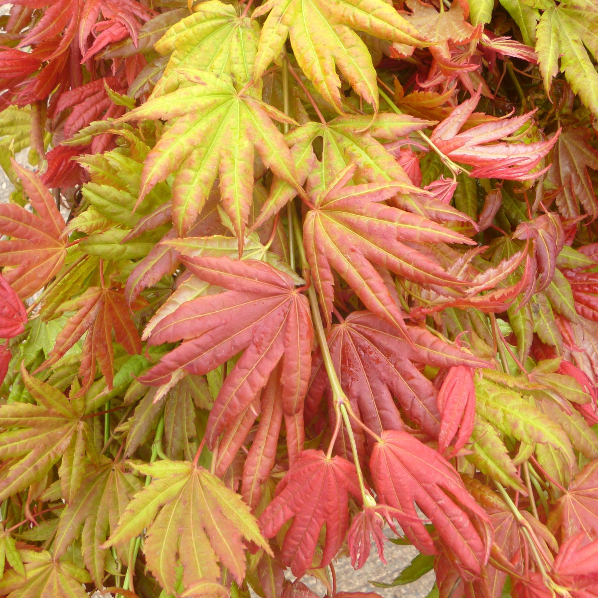Acer shirasawanum Moonrise™'Munn 001' PP16,718