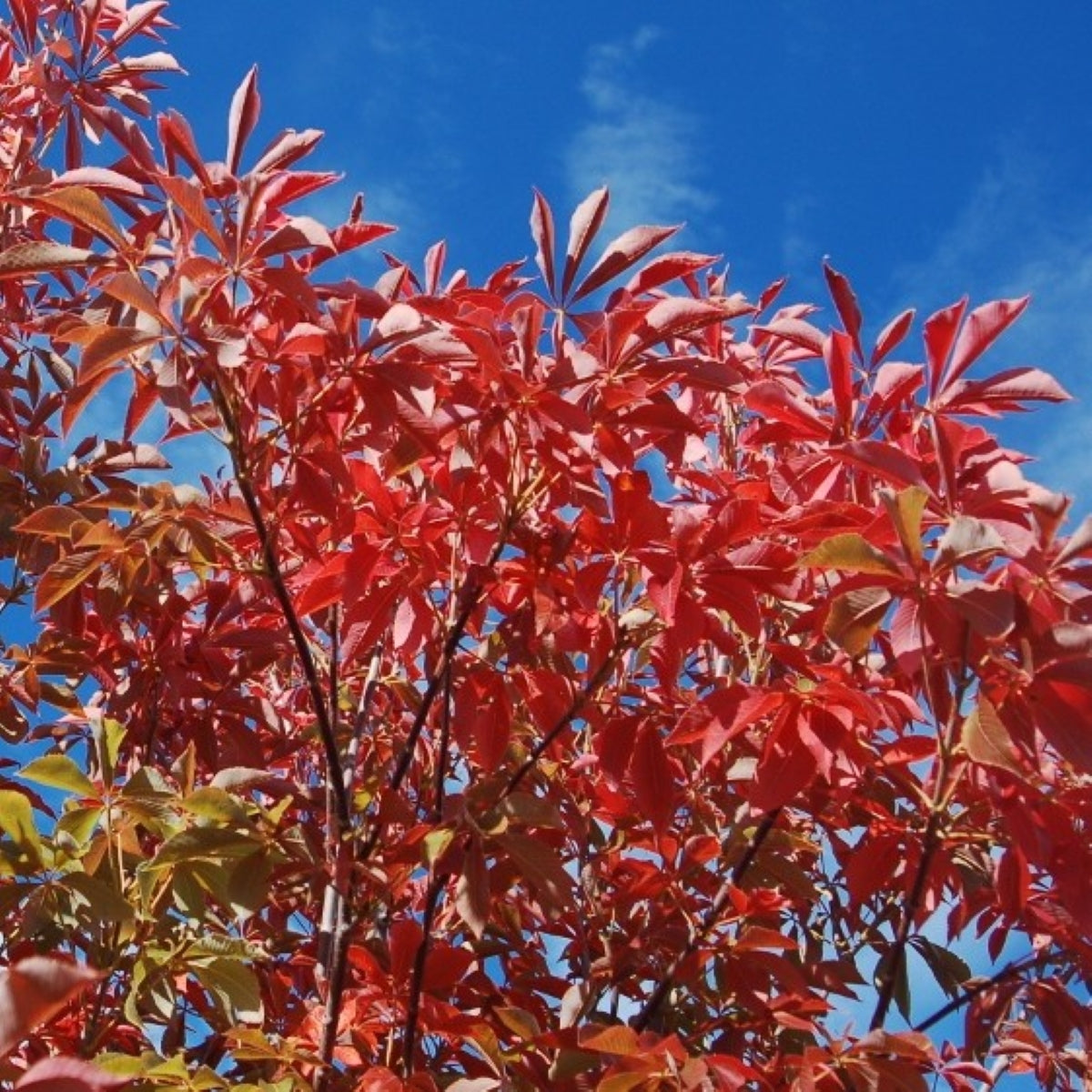 Aesculus glabra Early Glow™ ‘J.N. Select'