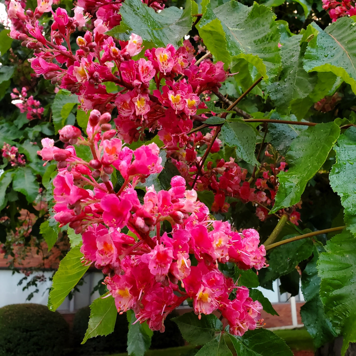 Aesculus × carnea 'Briotii'