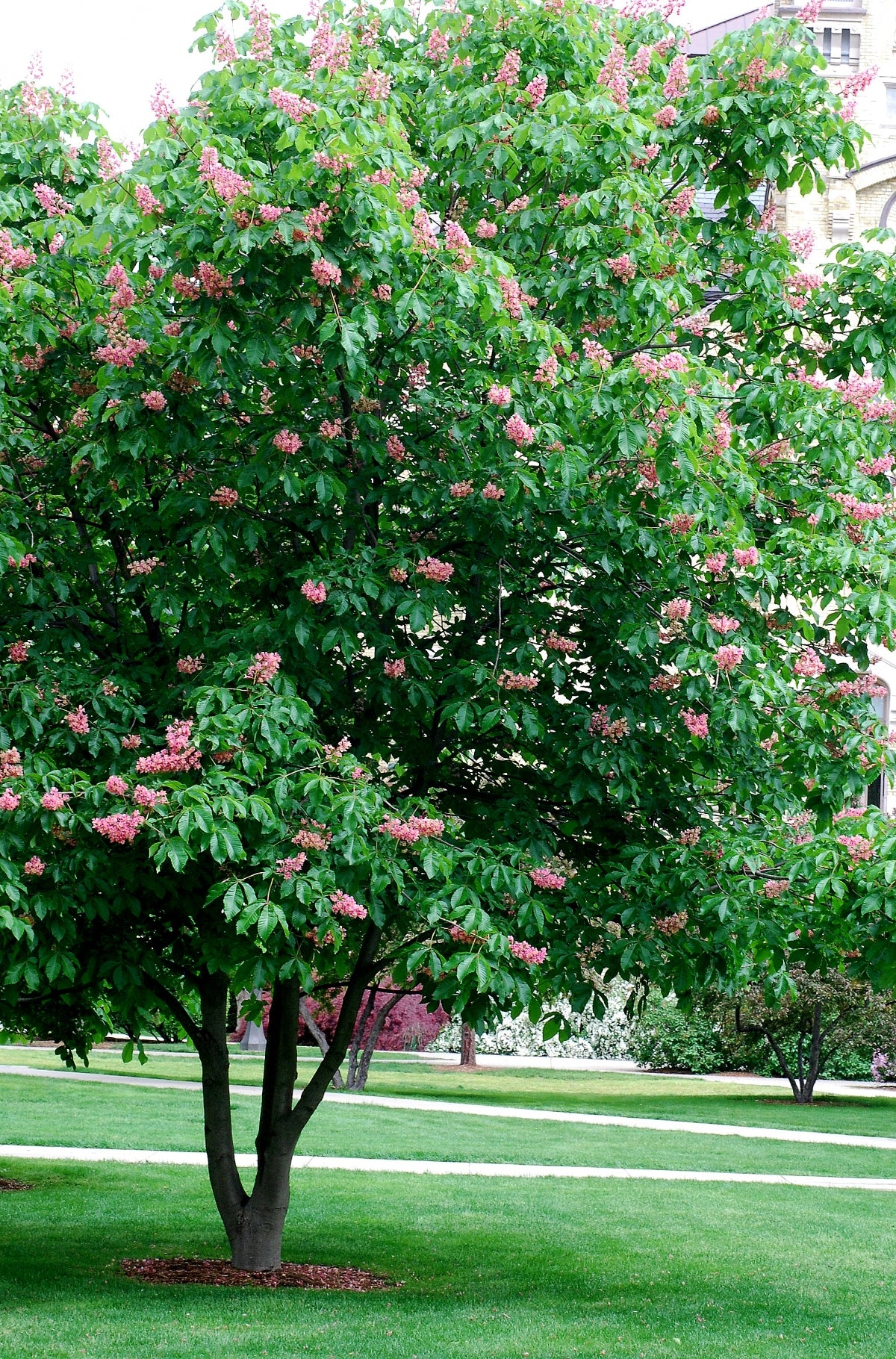 Aesculus × carnea 'Briotii'