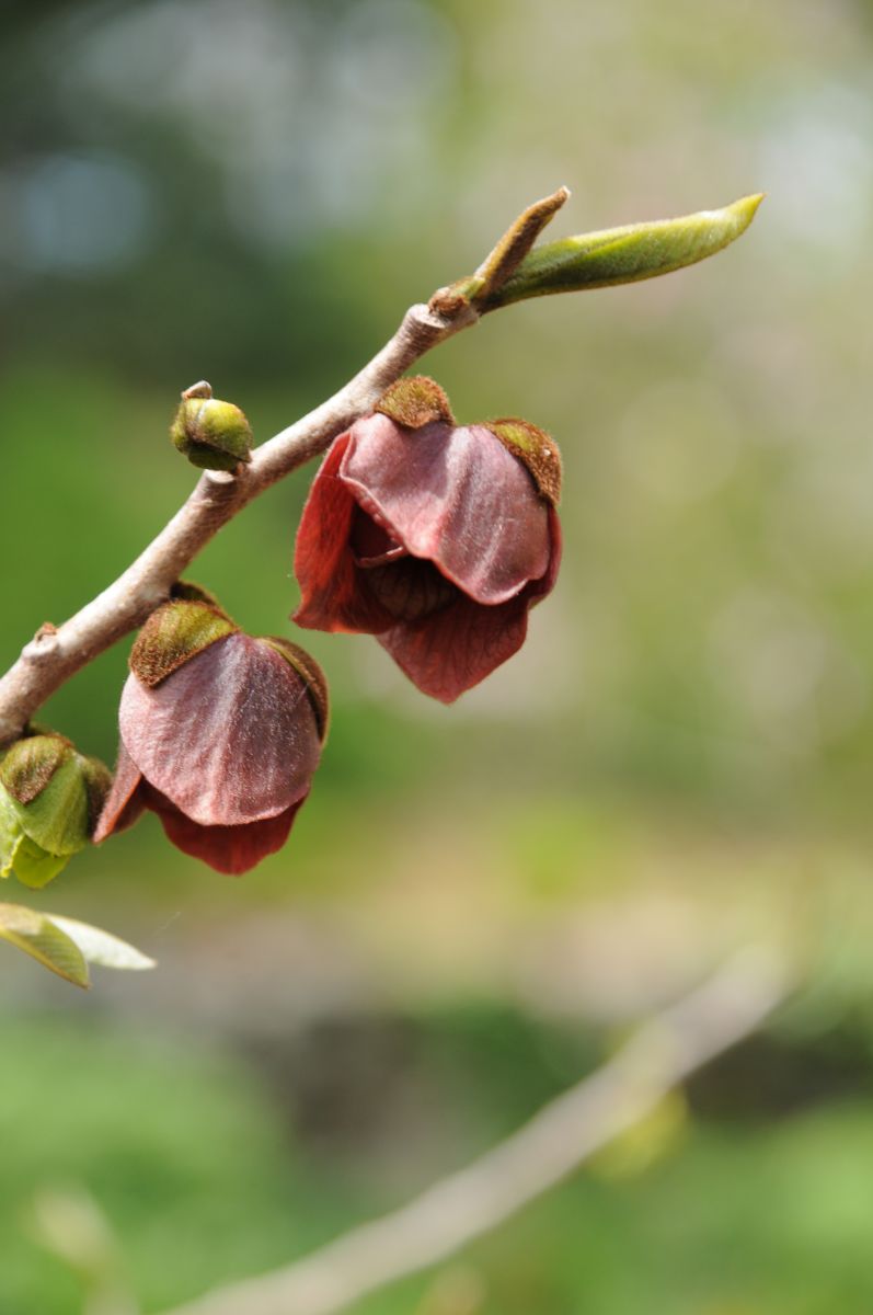 Asimina triloba