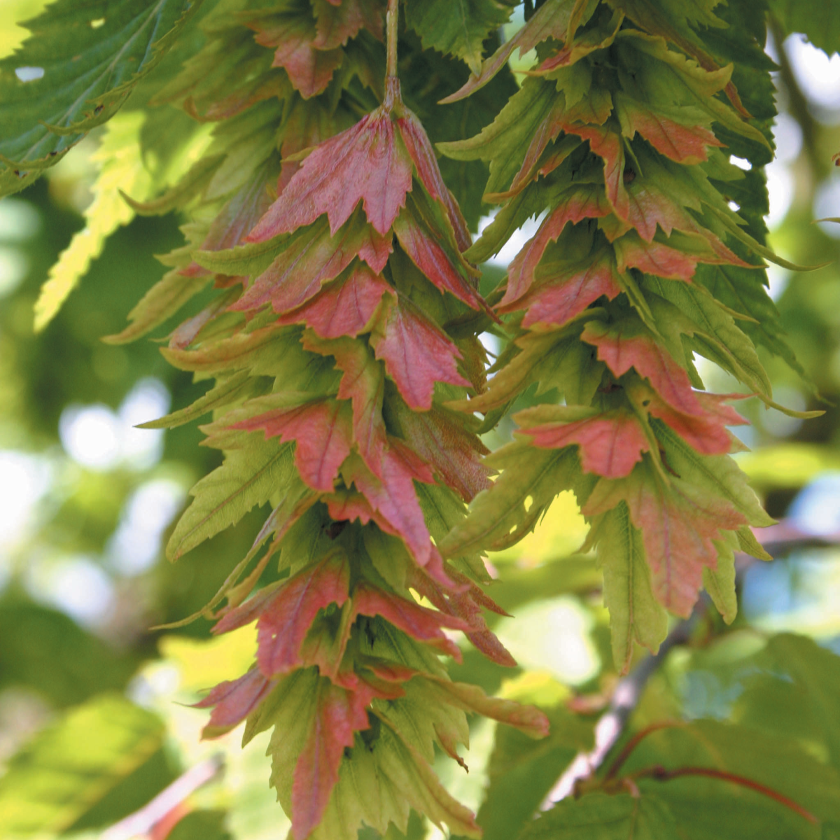 Carpinus laxiflora – Heritage Seedlings & Liners