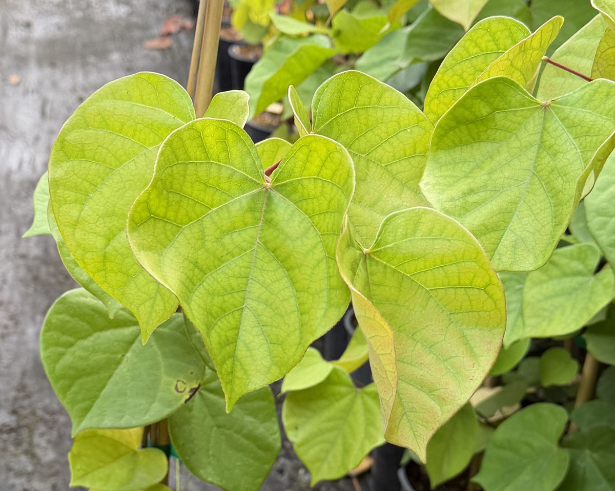 Cercis can. Northern Herald® 'Pink Trim'