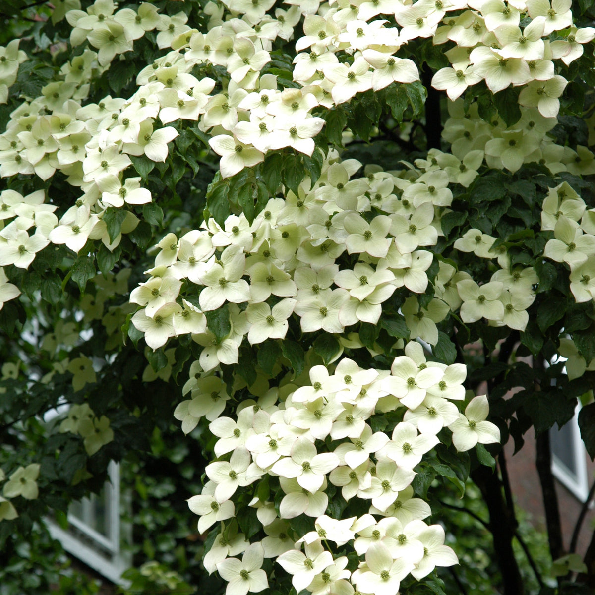 Cornus kousa var. chinensis 'Snow Tower'