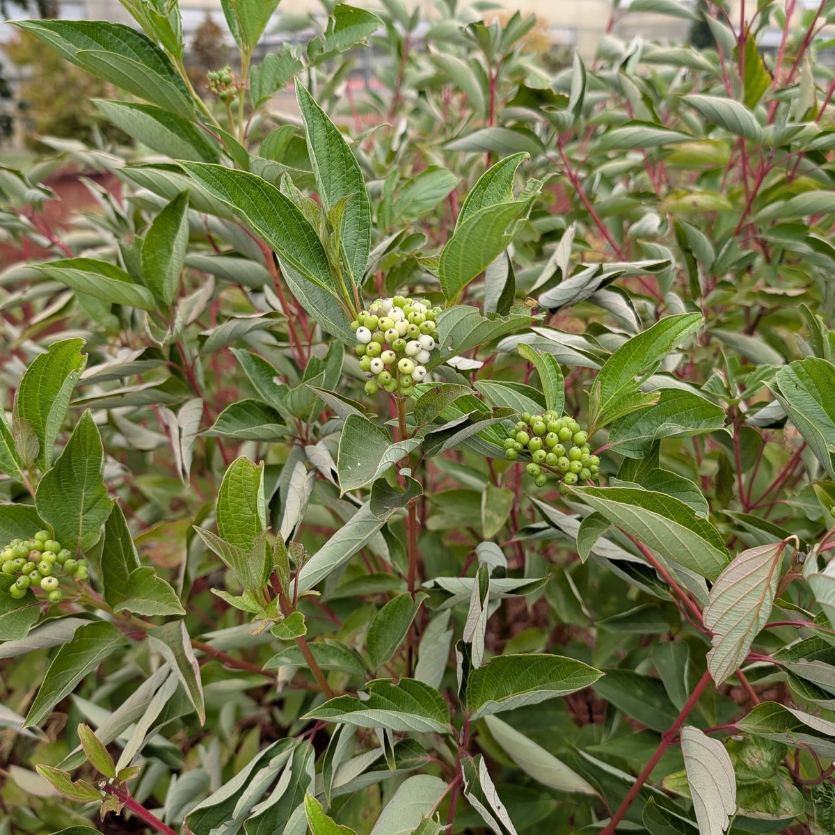 Cornus sericea (redtwig)