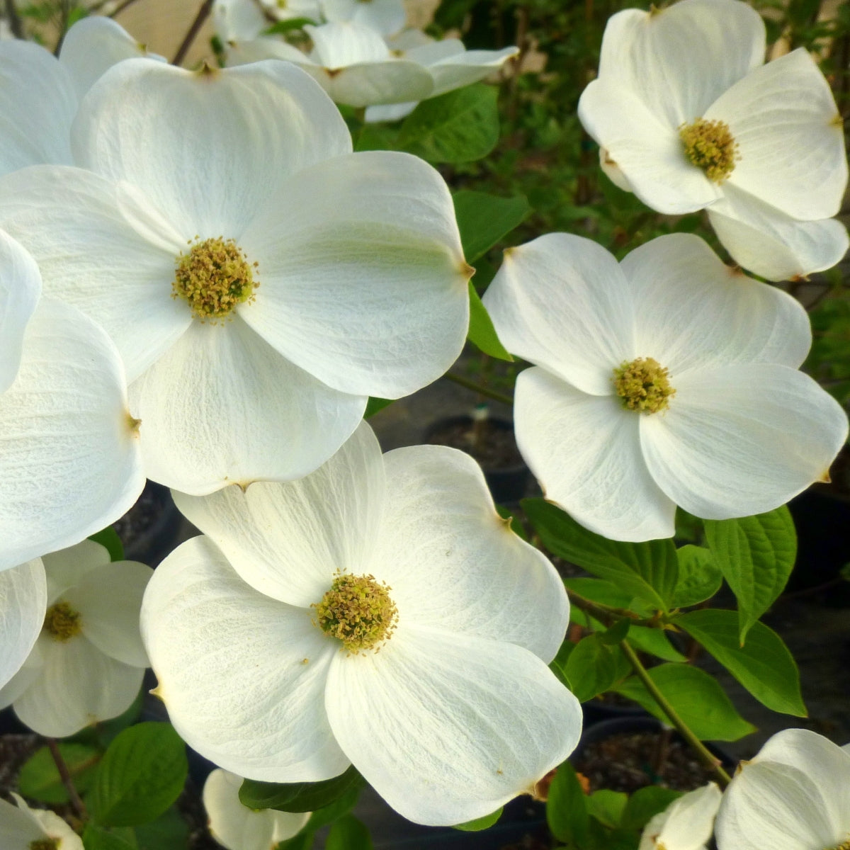 Cornus × 'Eddie's White Wonder'