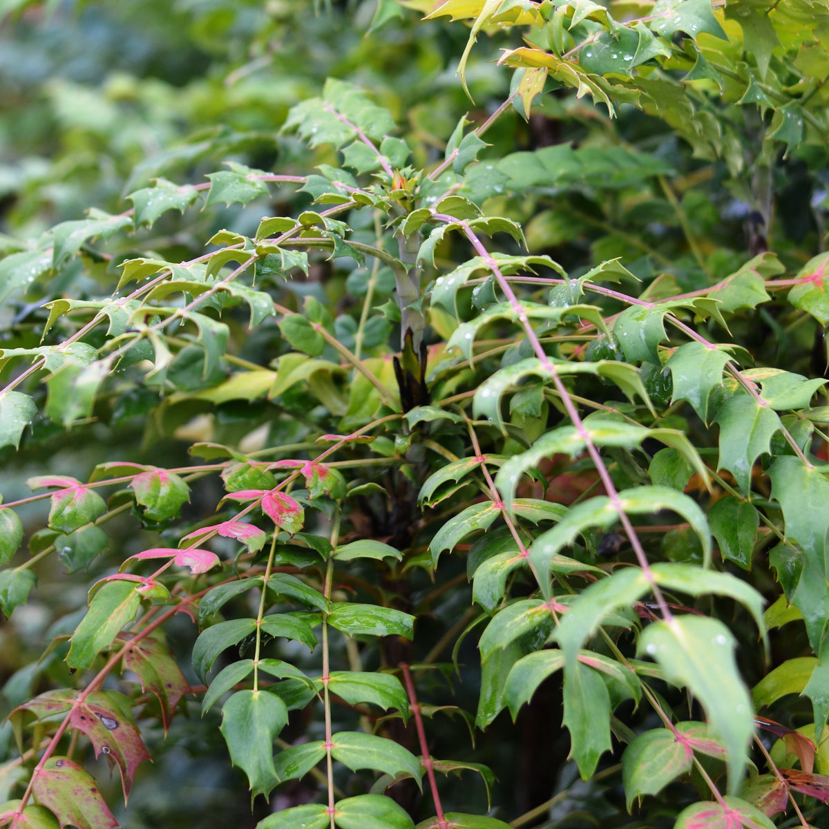 Mahonia x media 'Underway'