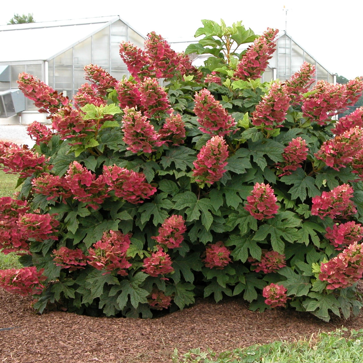 Hydrangea quercifolia 'Ruby Slippers'