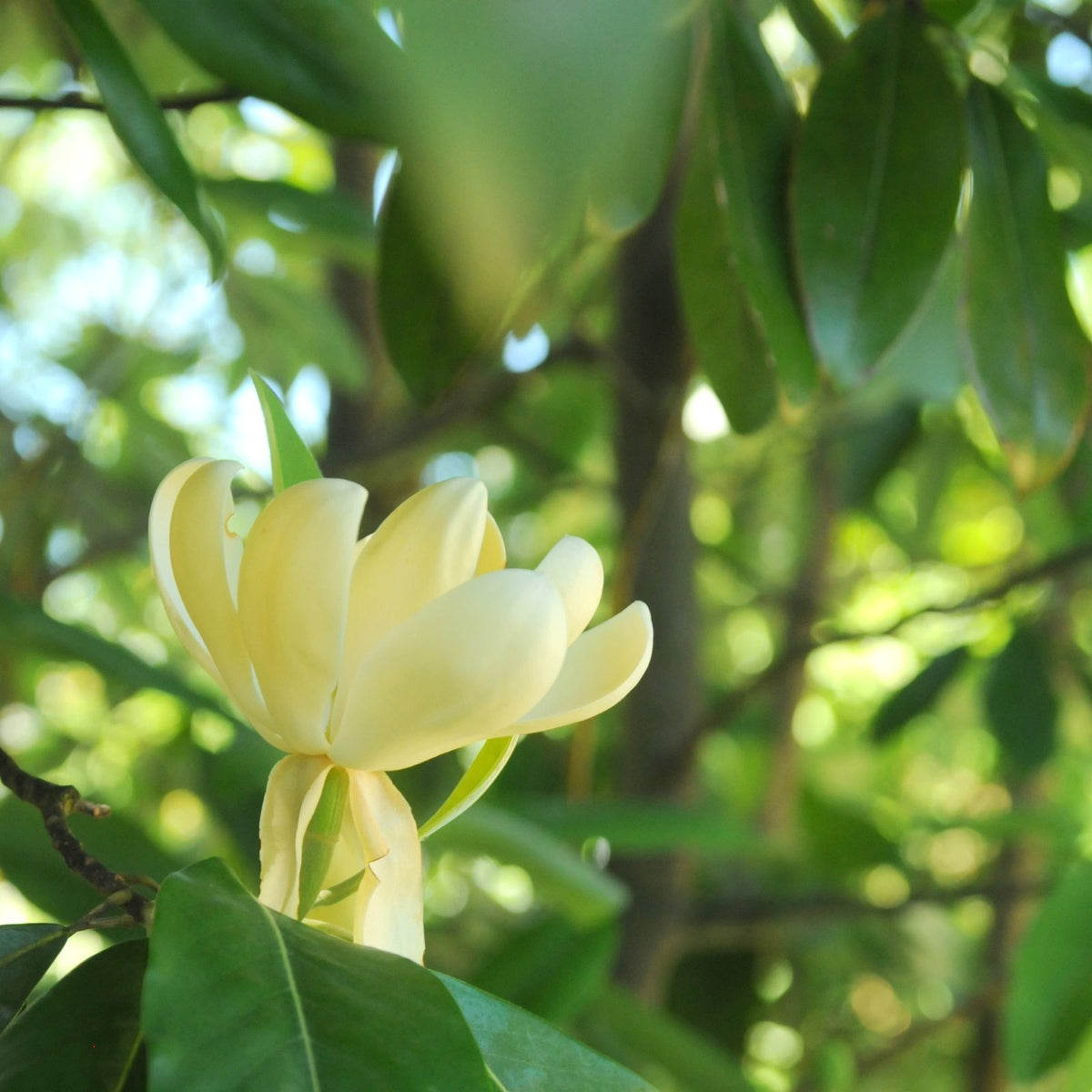 Magnolia virginiana Moonglow® 'JimWilson'