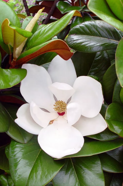 Magnolia grandiflora Teddy Bear® 'Southern Charm'