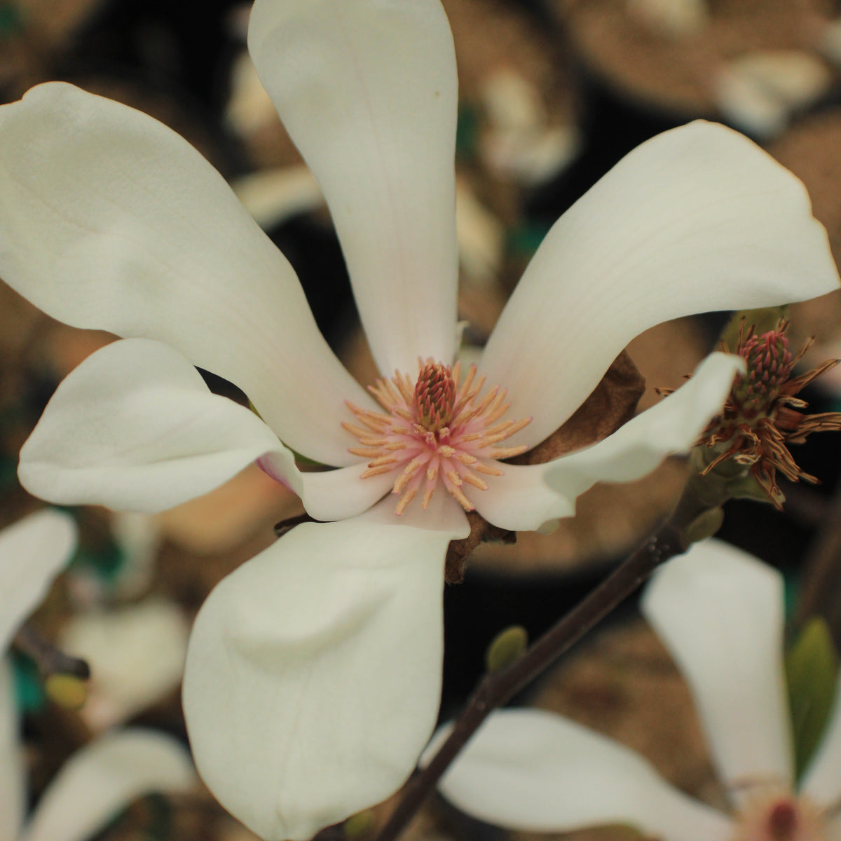 Magnolia 'Wada's Memory'