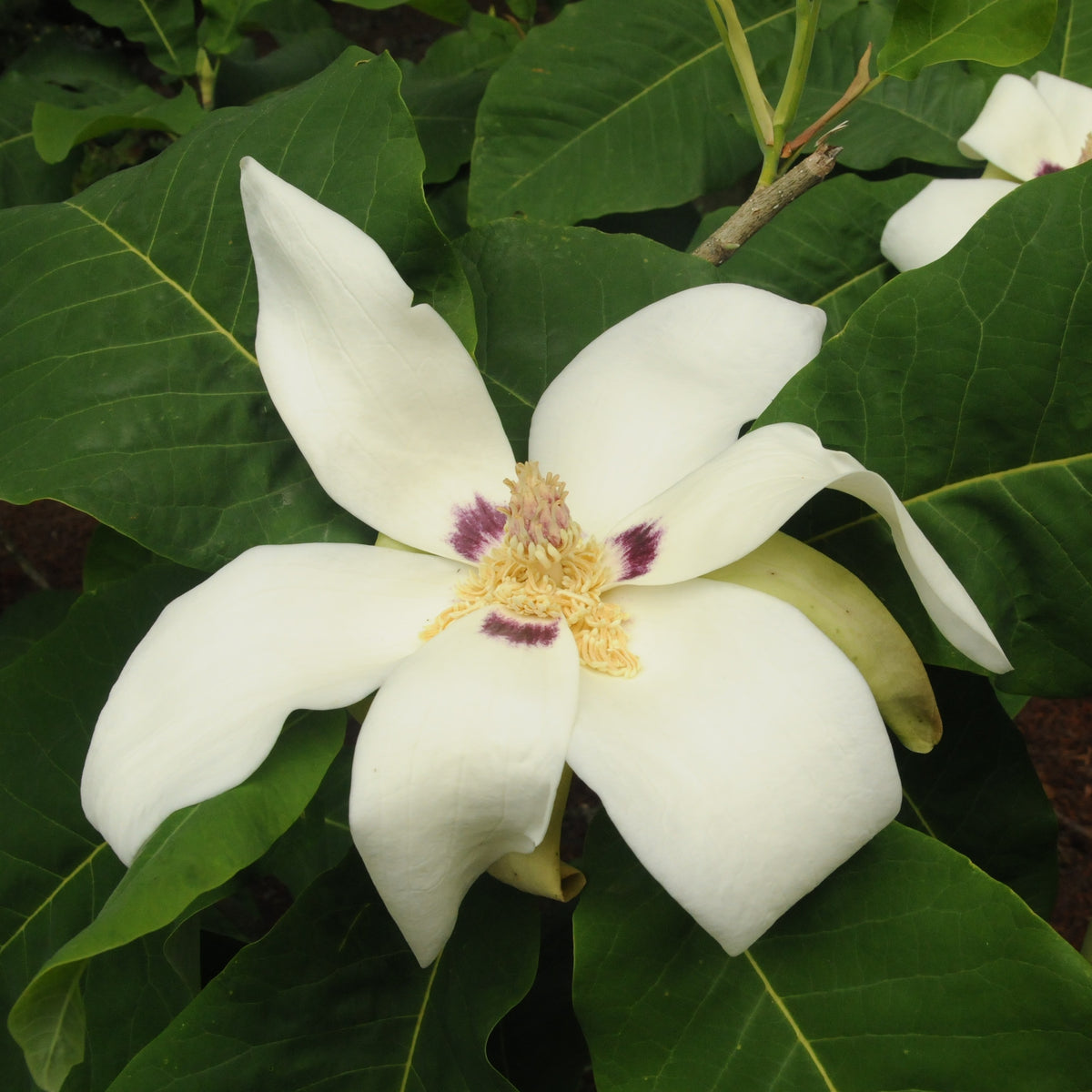 Magnolia macrophylla ssp. ashei