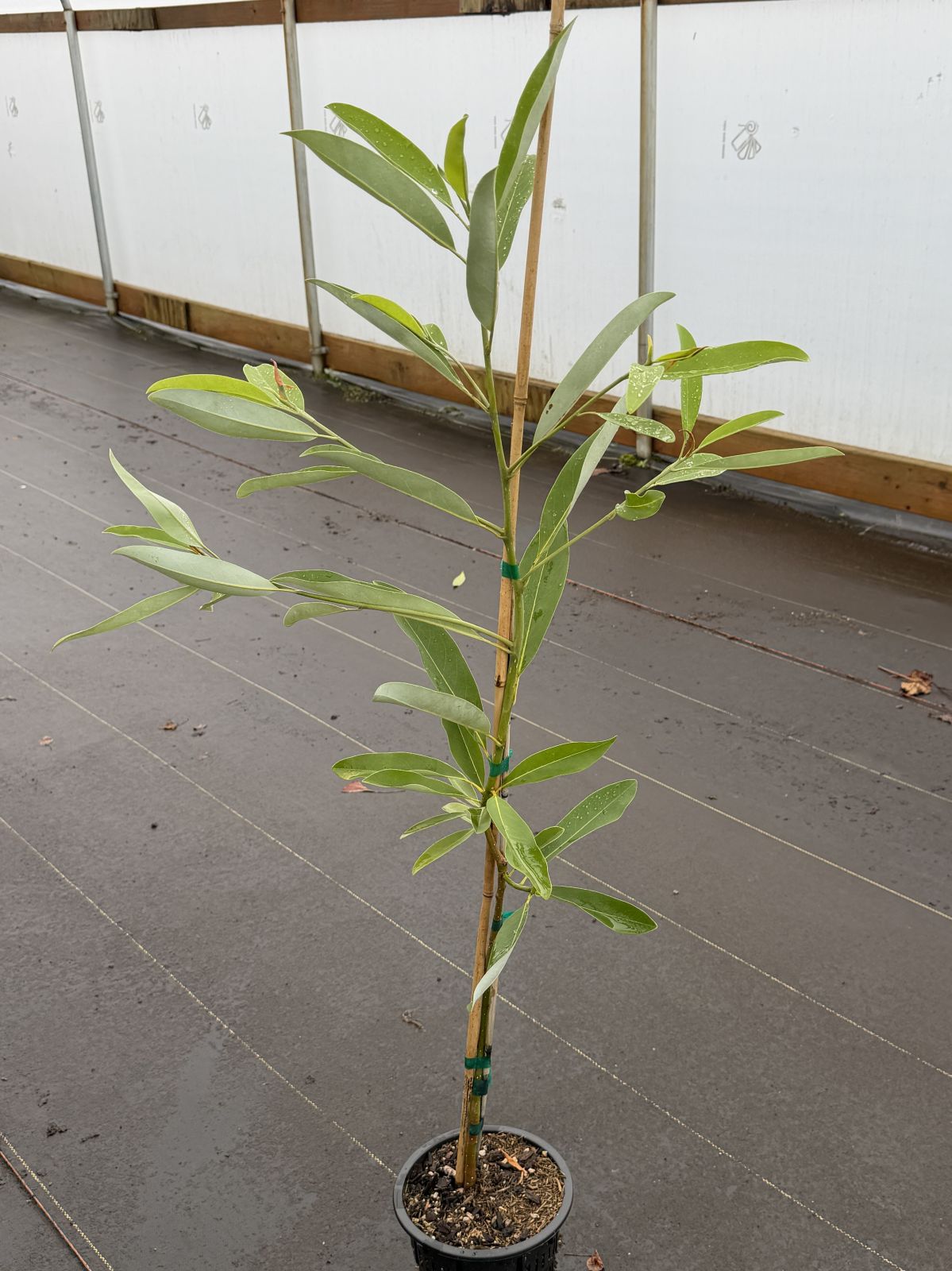 Magnolia virginiana var. australis 'Green Shadow'