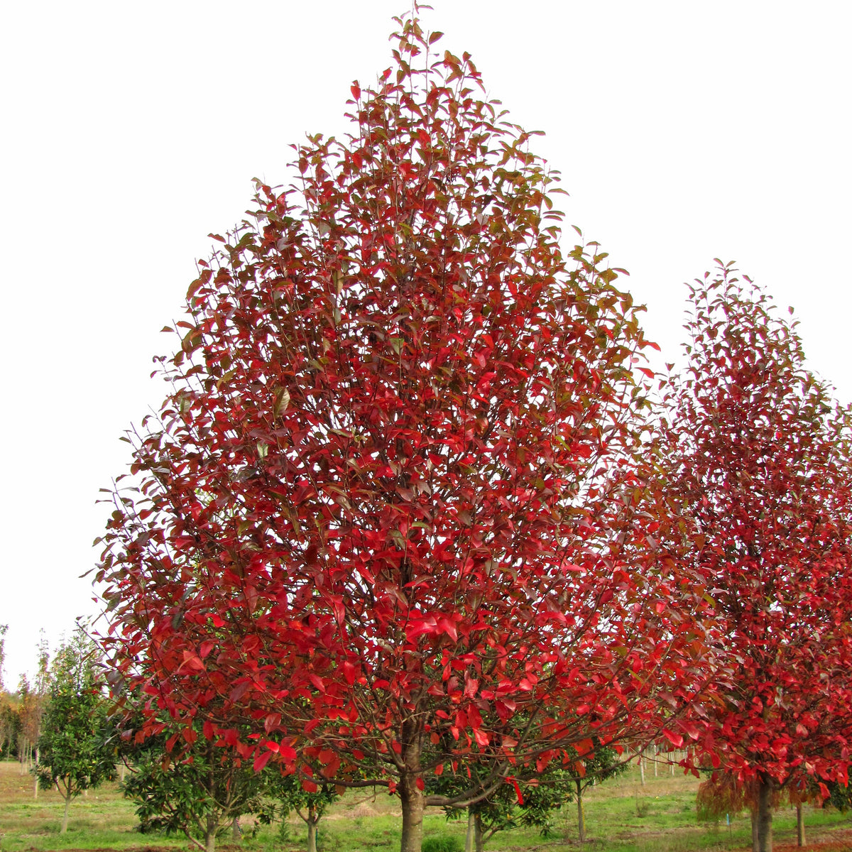 Nyssa sylvatica Green Gable™ 'NSUHH' PP 22,951