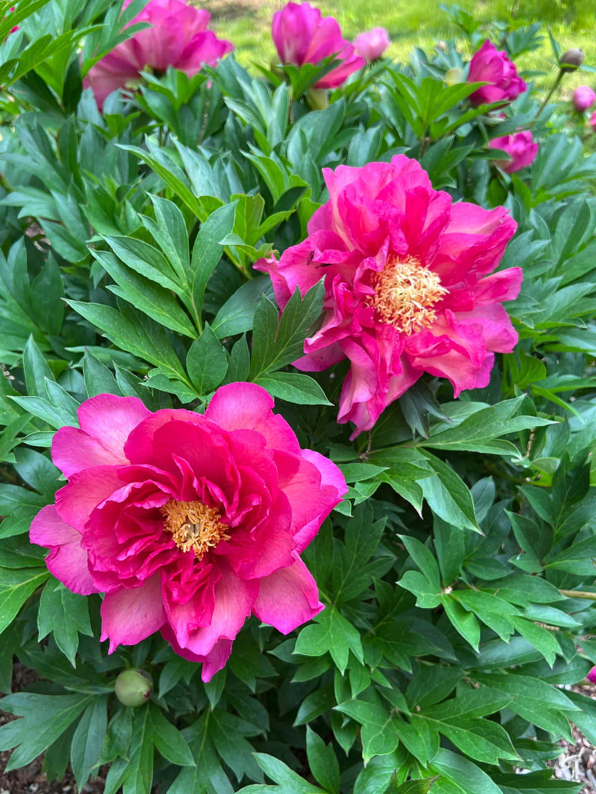 Paeonia Garden Candy® Noa Jolie™ 'Smithopus11' PPAF