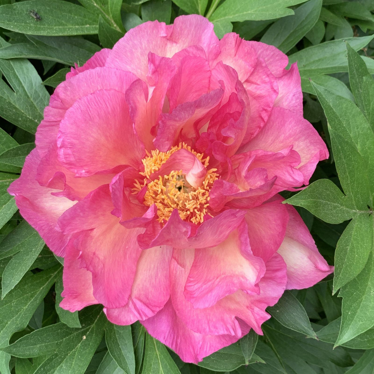 Paeonia Garden Candy® Noa Jolie™ 'Smithopus11' PPAF