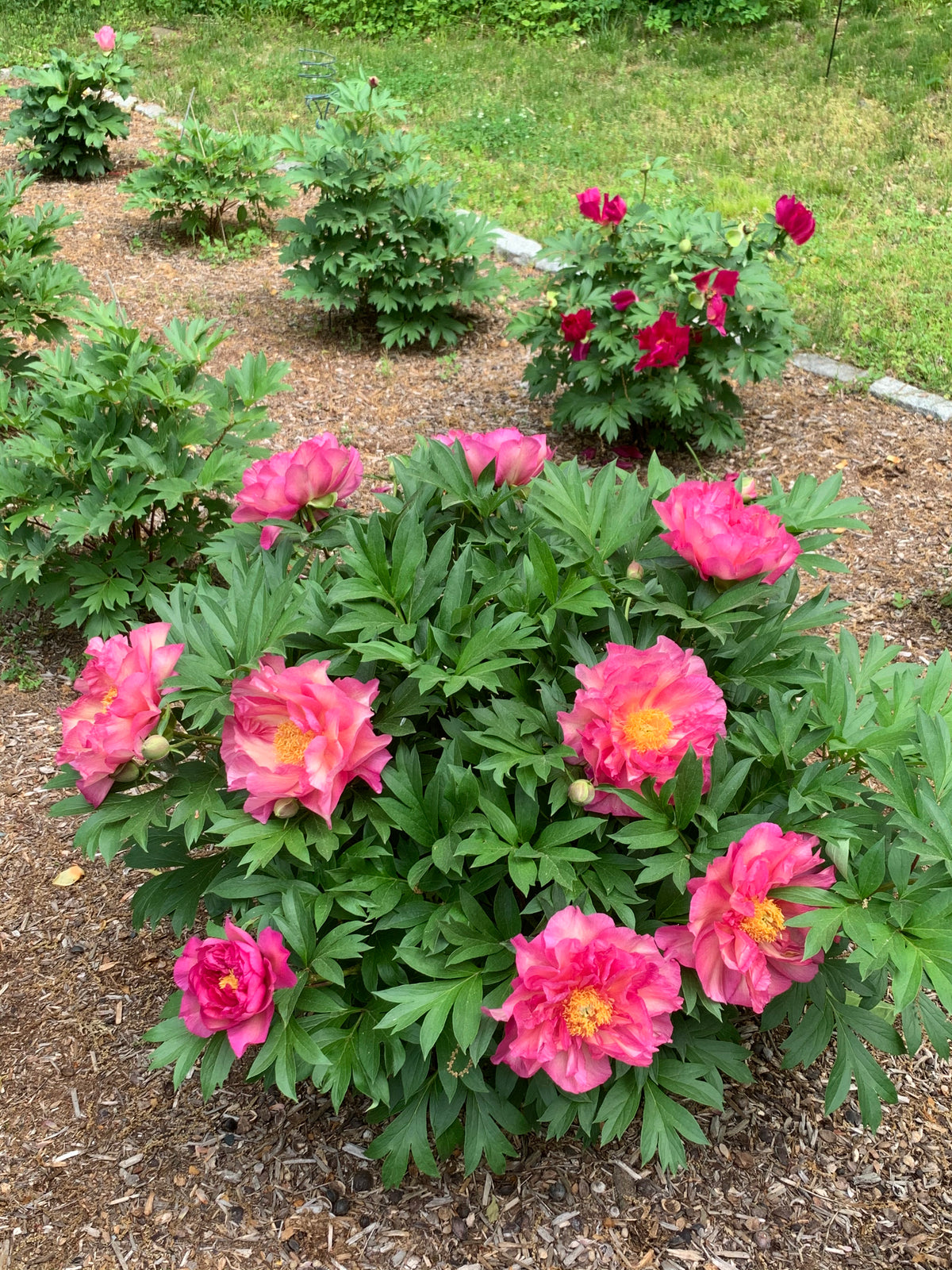 Paeonia Garden Candy® Noa Jolie™ 'Smithopus11' PPAF