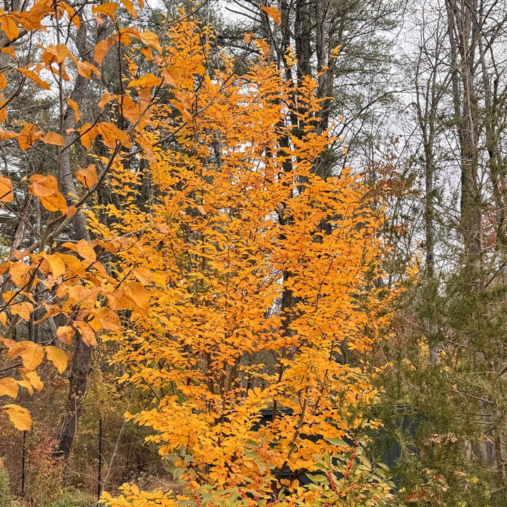 Woody Trees and Shrubs – Page 6 – Heritage Seedlings & Liners