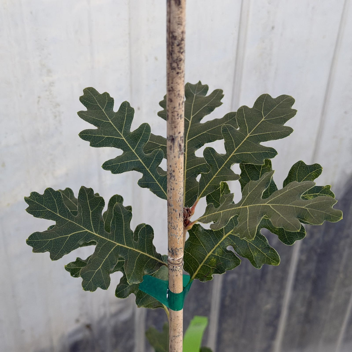Quercus gambelii 'Tularosa' TAYLORMADE™