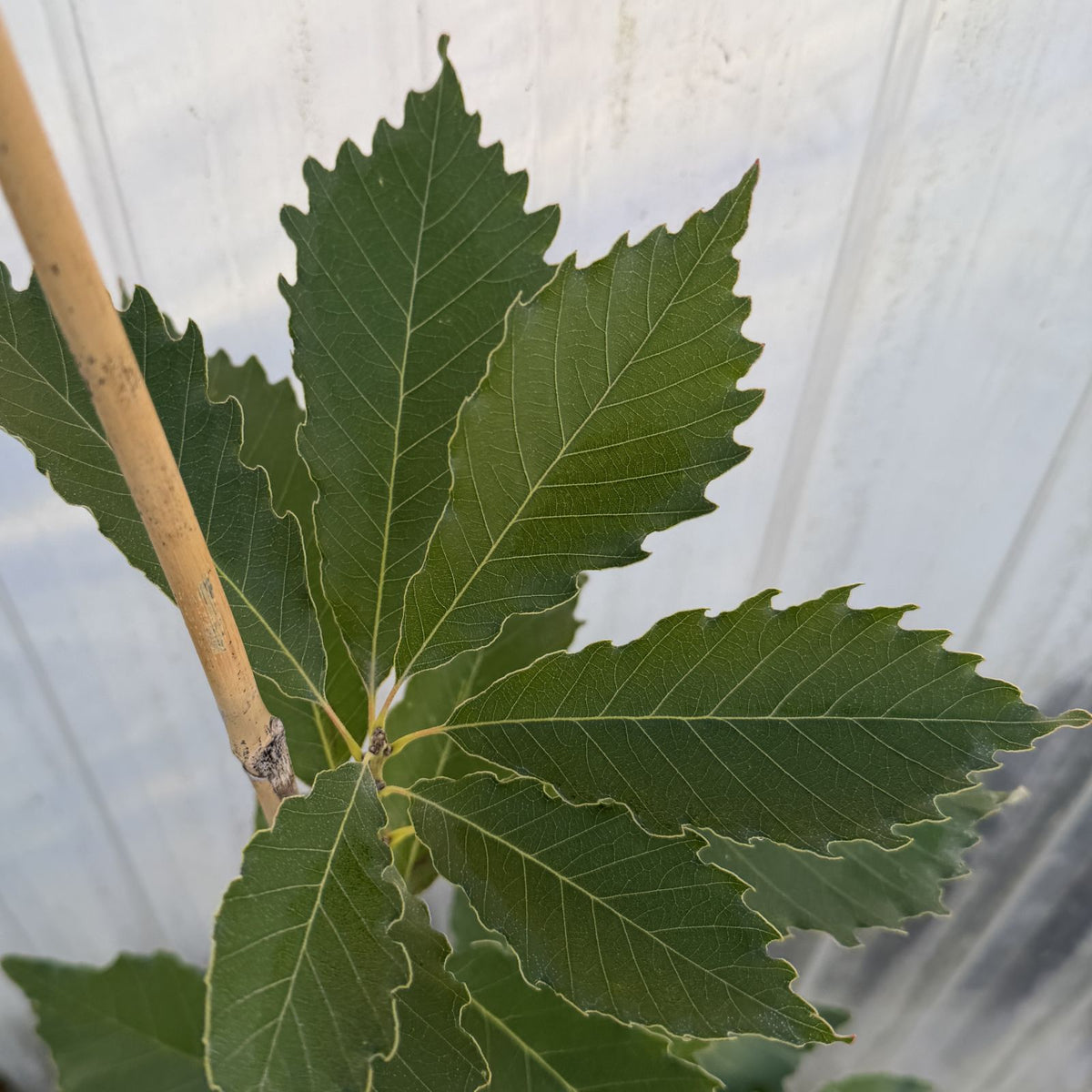 Quercus muehlenbergii ChoiceCity Select® ‘PTimB3S‘