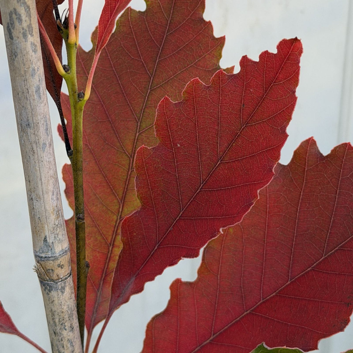 Quercus muehlenbergii ChoiceCity Select® ‘PTimB3S‘