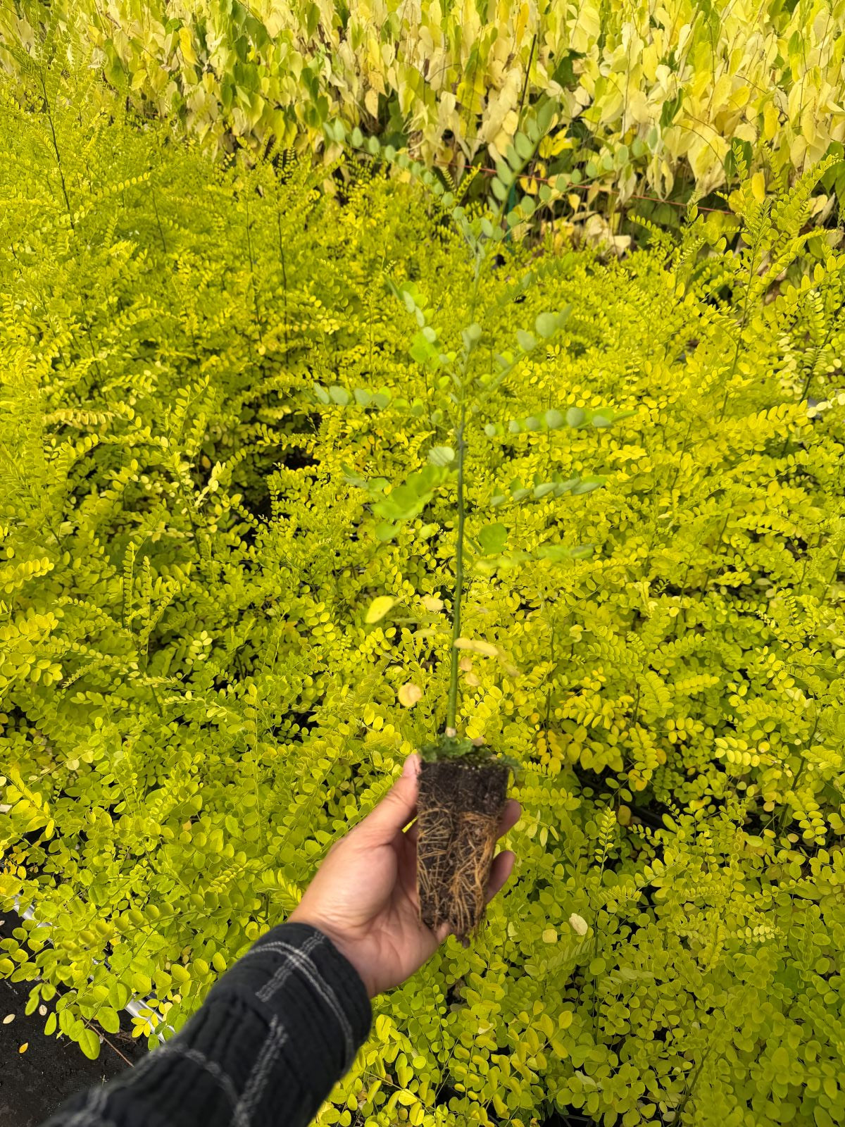 Sophora japonica