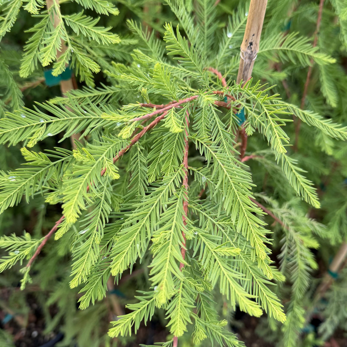 Taxodium distichum 'Falling Waters'
