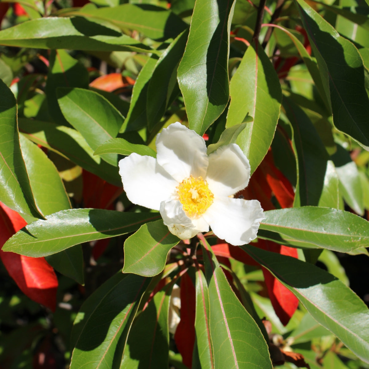 ×Gordlinia grandiflora – Heritage Seedlings & Liners