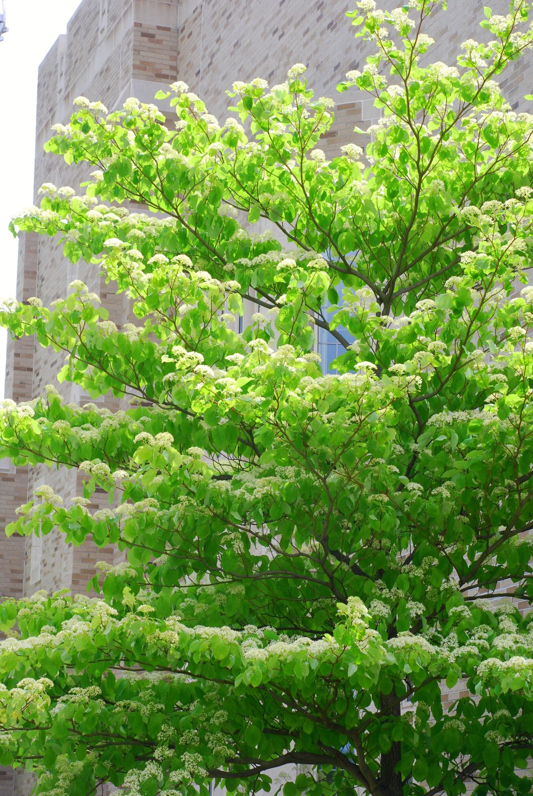 Cornus alternifolia