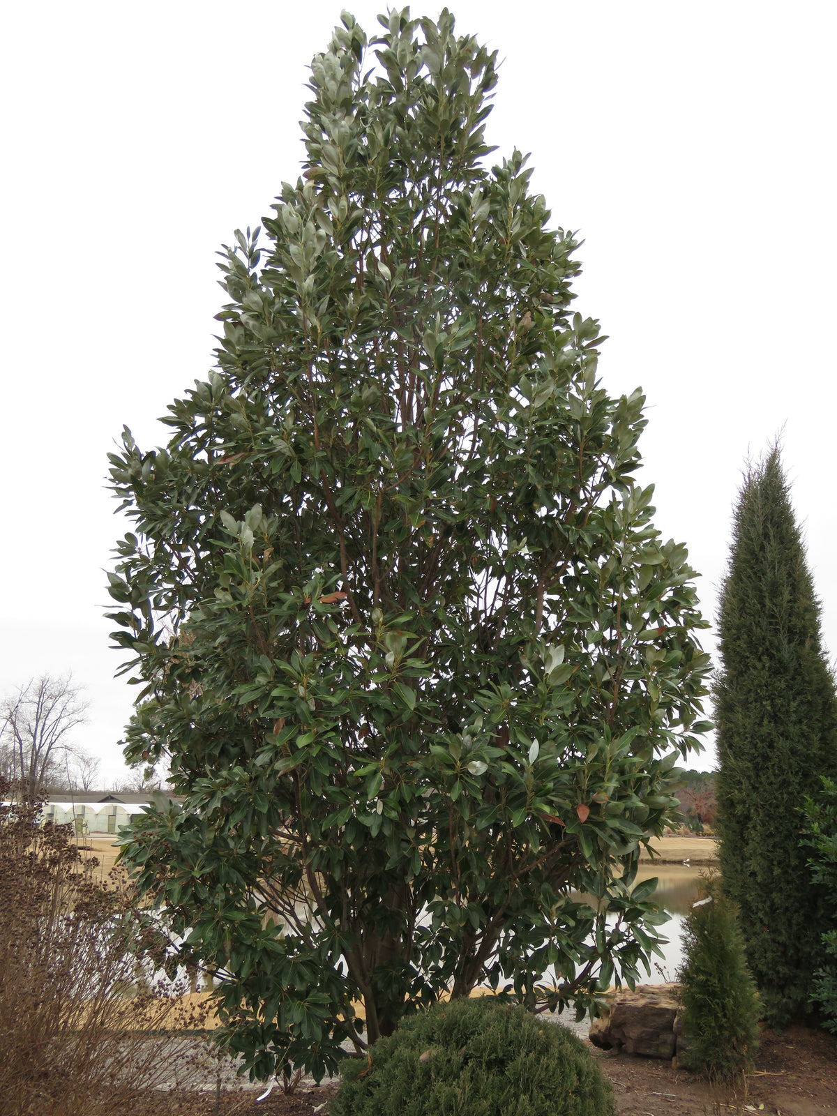 Magnolia virginiana Emerald Tower™ 'JN8'