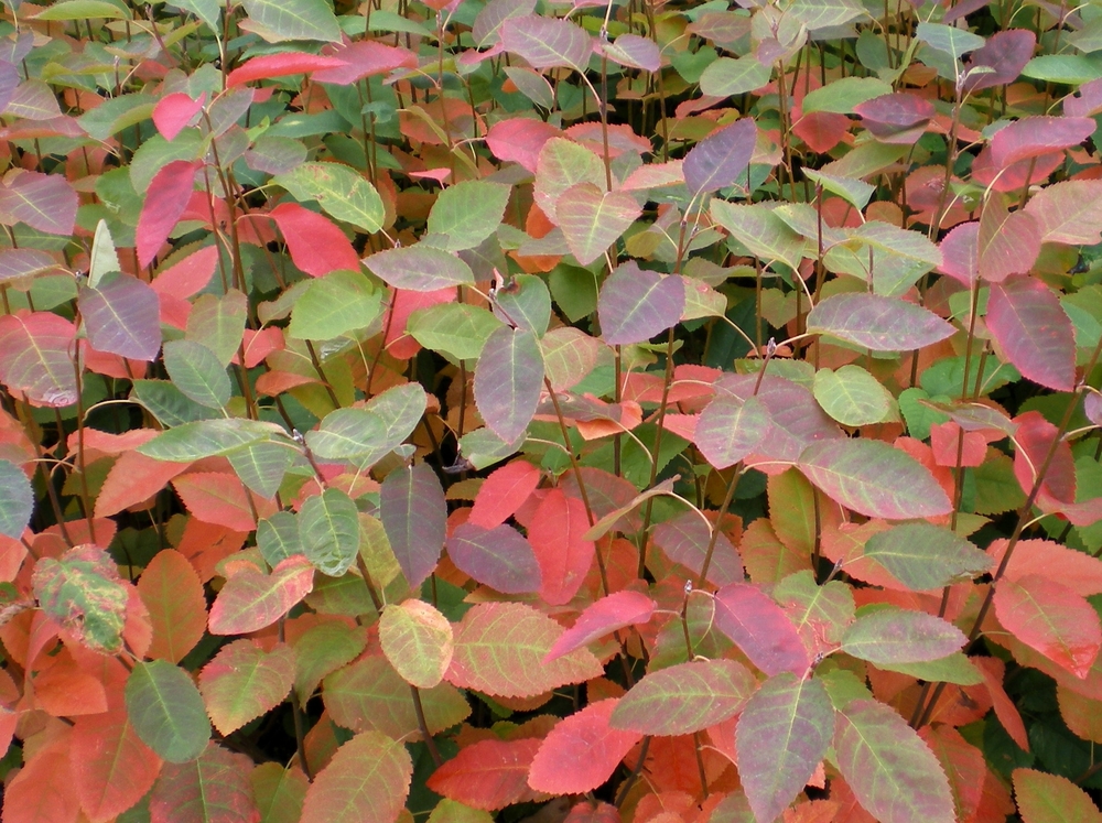 'Autumn Brilliance' Serviceberry