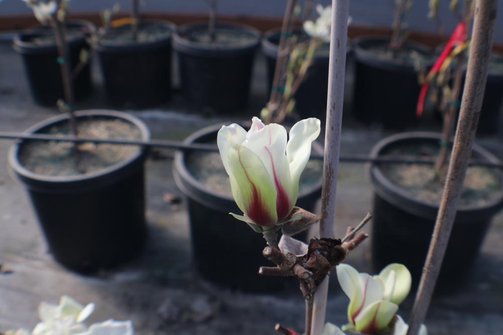 Wisdom or Green Star Magnolia