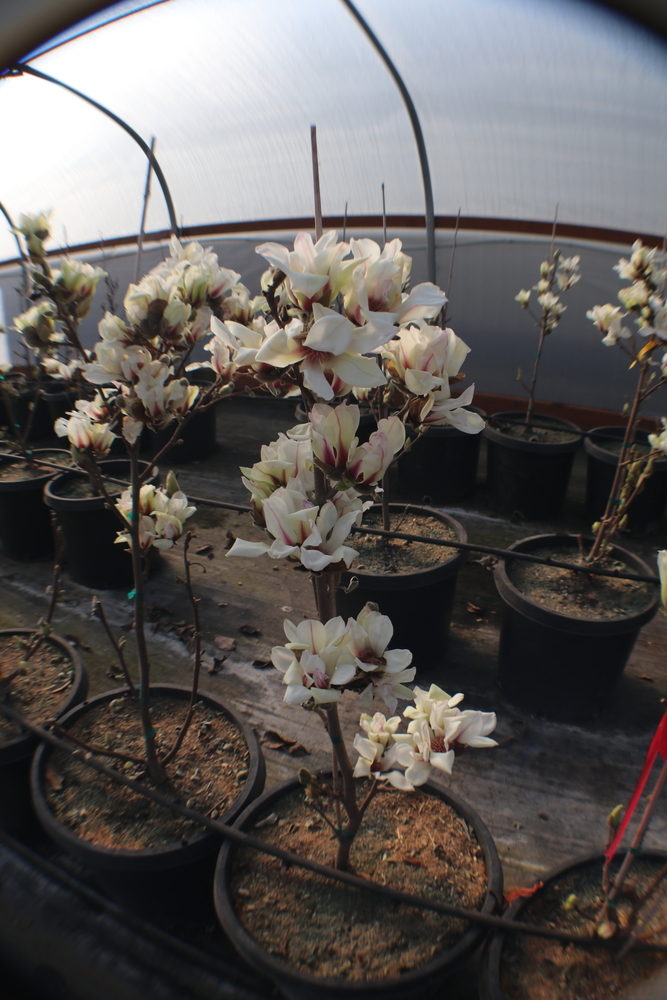 Wisdom or Green Star Magnolia