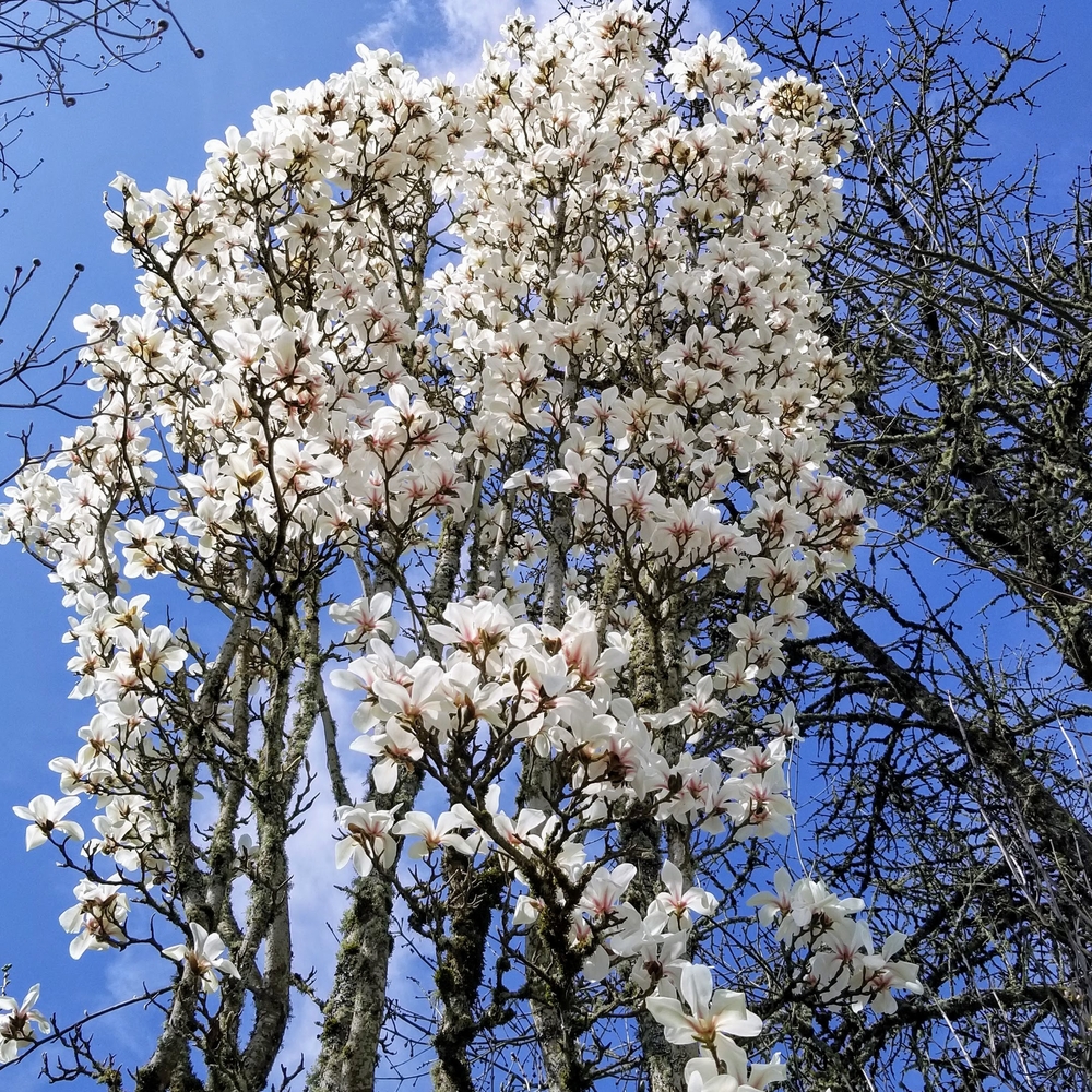 Marilyn's Choice Magnolia