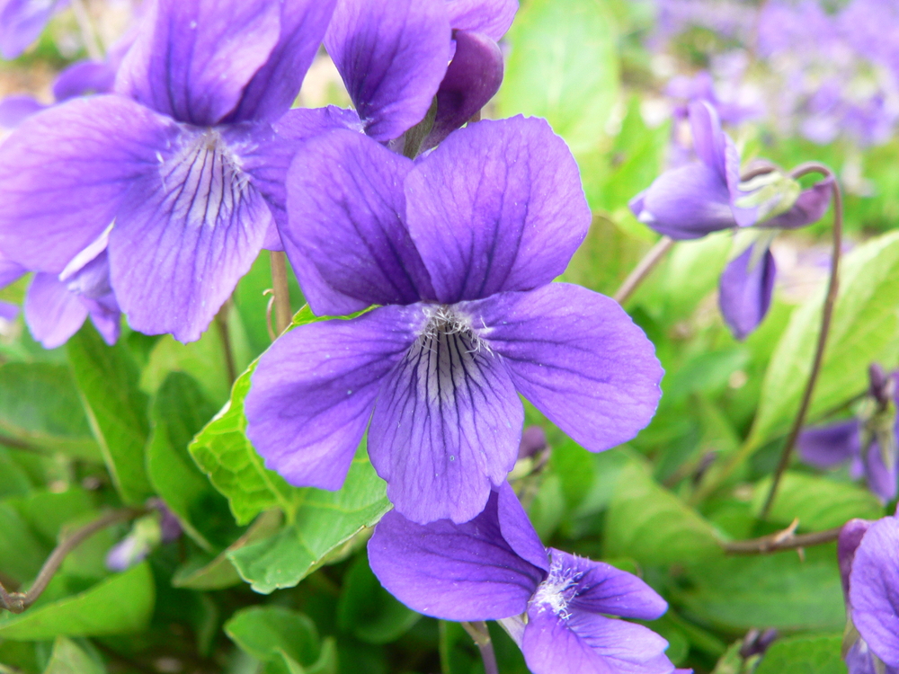 blue viola flower
