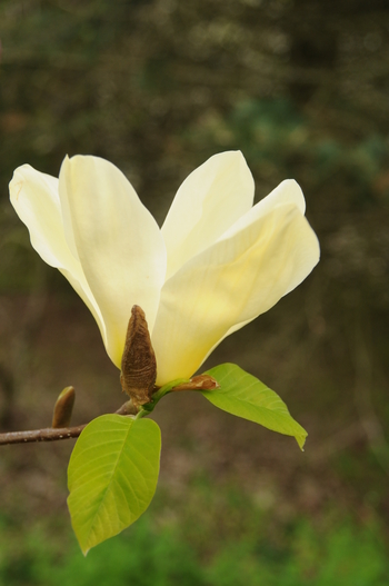 Elizabeth Magnolia