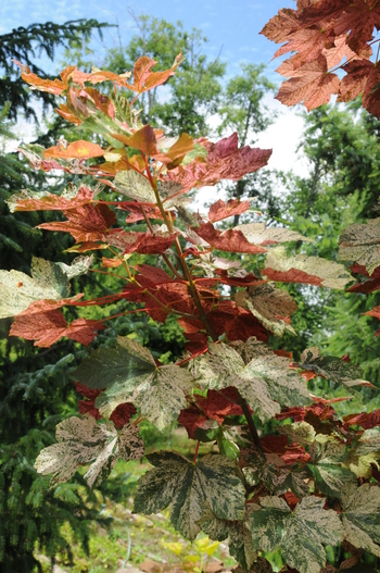 Esk Sunset Sycamore Maple