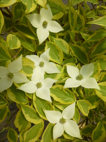 Summer Gold Dogwood