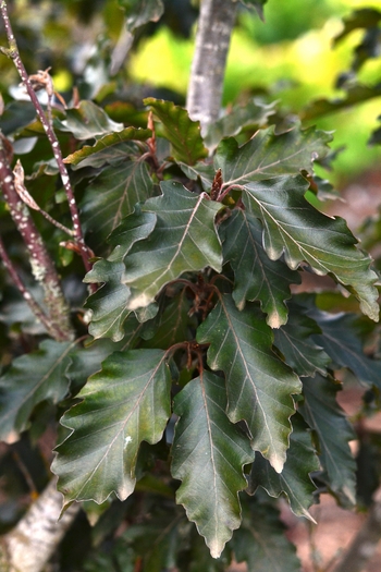 Purple Sawtooth European Beech