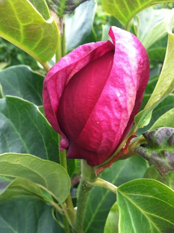 Magnolia 'Genie