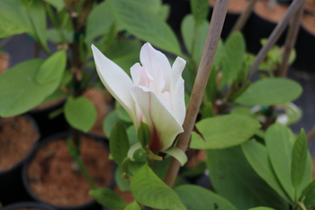 Wisdom or Green Star Magnolia